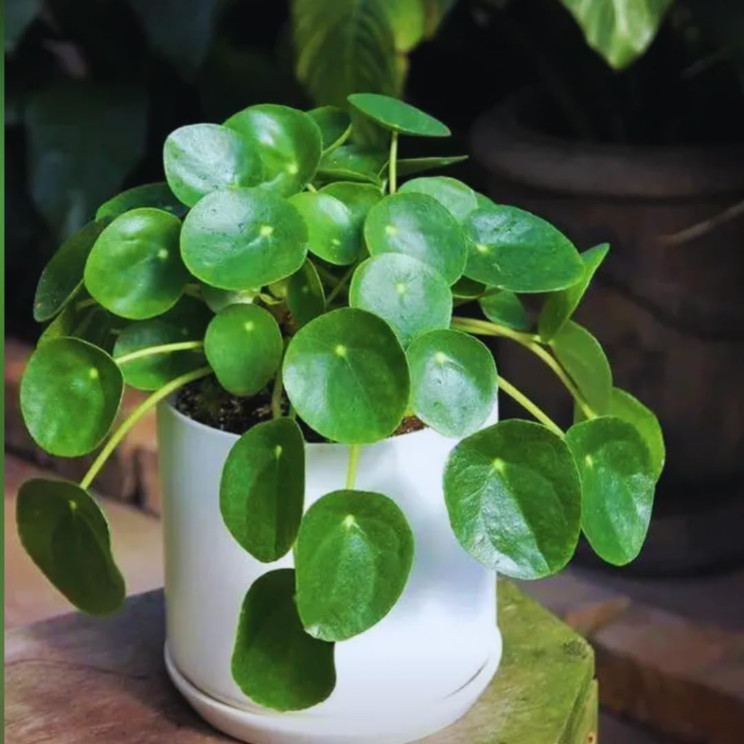 Peperomia Pilea Plants Live, 2 Plants, Live Money Tree Plants, Peperomia Pilea Live Plant, No Pot