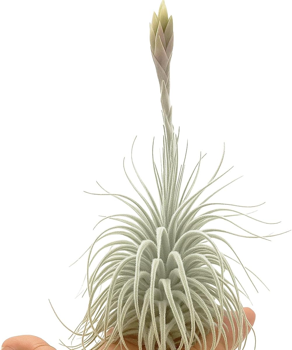 ragnaroc Live air Plant - Tillandsia Tectorum Air Plant 4-6" – 1ct – Unique Shape with Silvery Fuzz – Low Maintenance Houseplant – Perfect for Decor, Terrariums, Gifts - Live Arrival Guaranteed