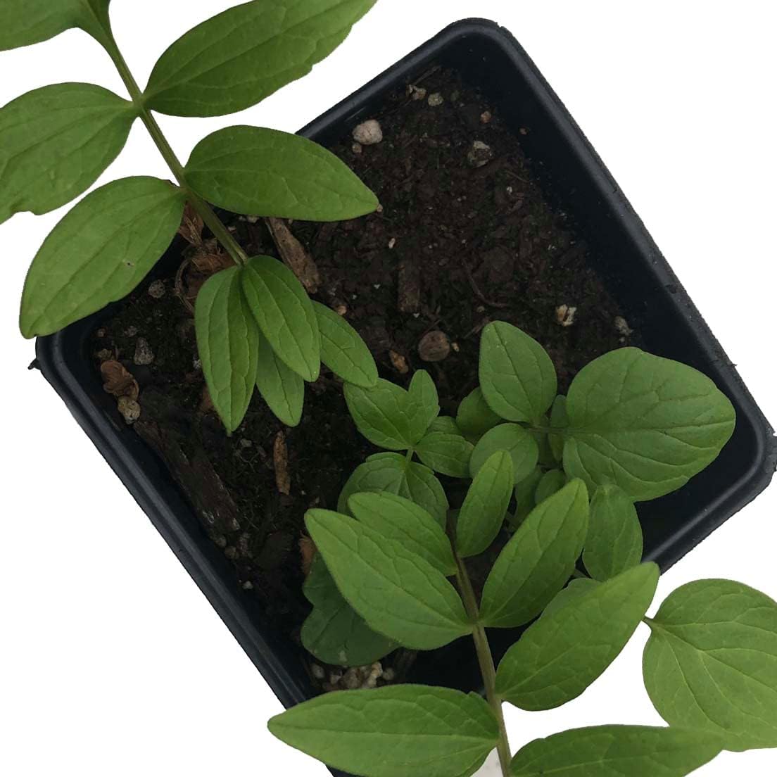 Smoke Camp Crafts Organic Valerian Herb Plant (Valeriana officinalis) Live Plant in 2.5-inch Pot - All-heal, Garden Heliotrope, Garden Valerian