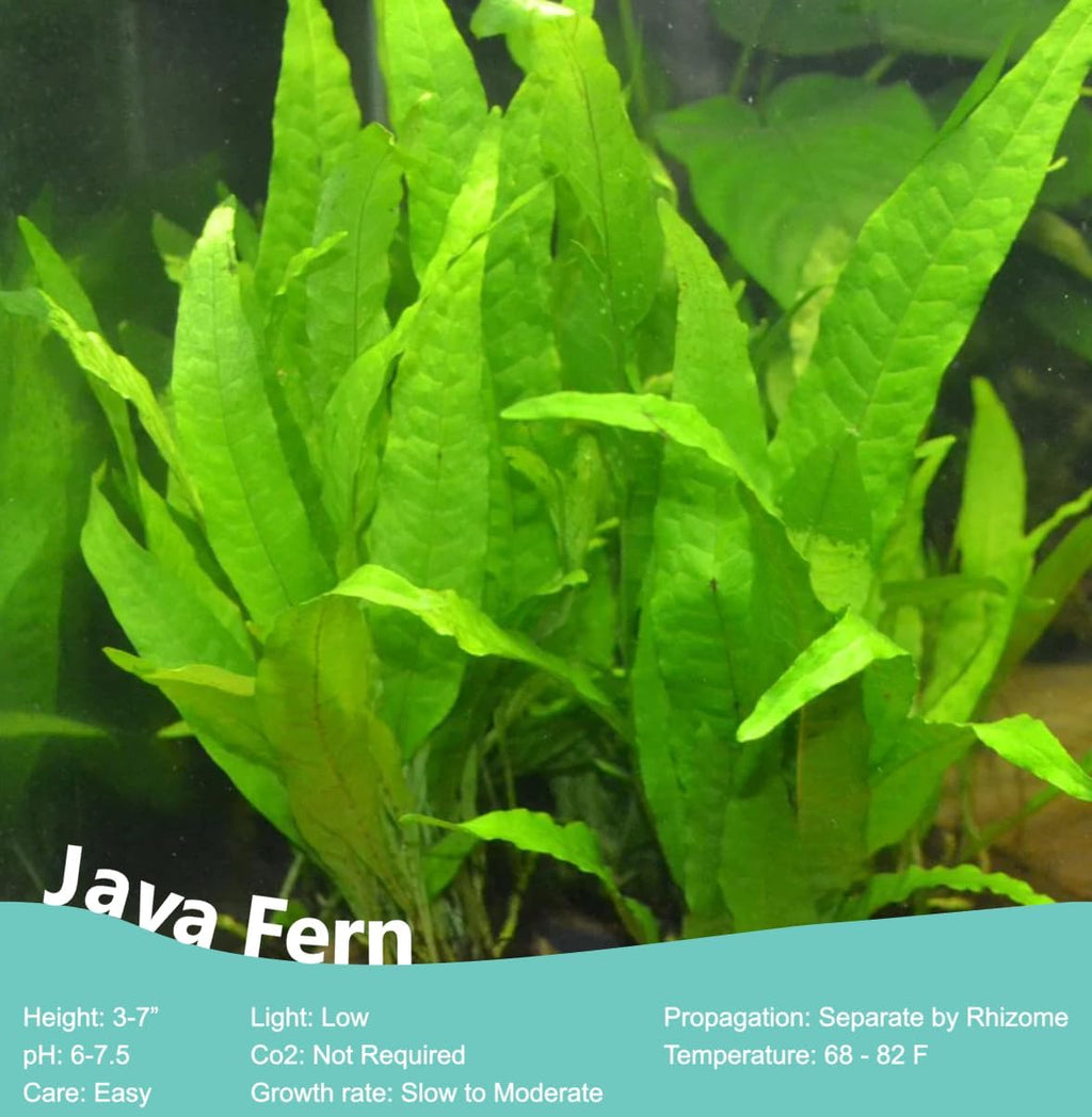 Pack of 2 Java Fern Microsorum Pteropus Easy Live Aquarium Plants