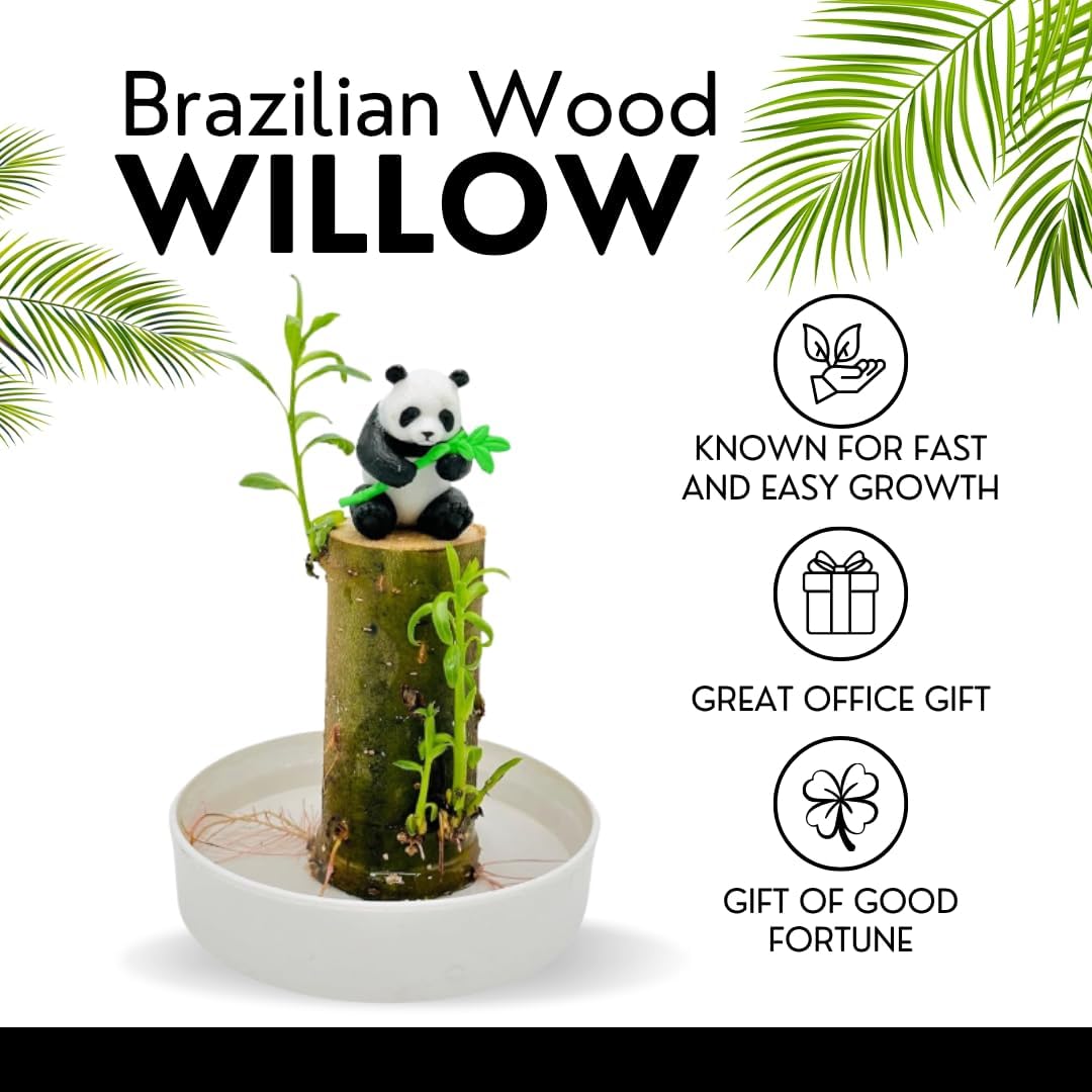 Brazilian Willow Wood Plants Multipacks Mini Brazil Lucky Wood Kits: Trays, Lucky Trees, Pandas - Swelling Stage, About to Sprout, Perfect for Office Gift Exchange, Home, Office Decor (3 Whole Kits)