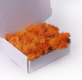 ACADOIT Preserved Moss-3.5 OZ Moss for Crafts Faux Moss Decor Natural Green Moss for Art Wall Florist Decor(Orange 3.5 OZ)