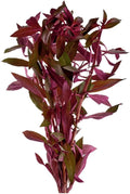 Live Aquarium Ludwigia Repens Plants - Great Background for Fish - Long Lasting & Easy to Maintain - Suitable for Summer & Winter - Natural Oxygenator - Bunch - Dark Red