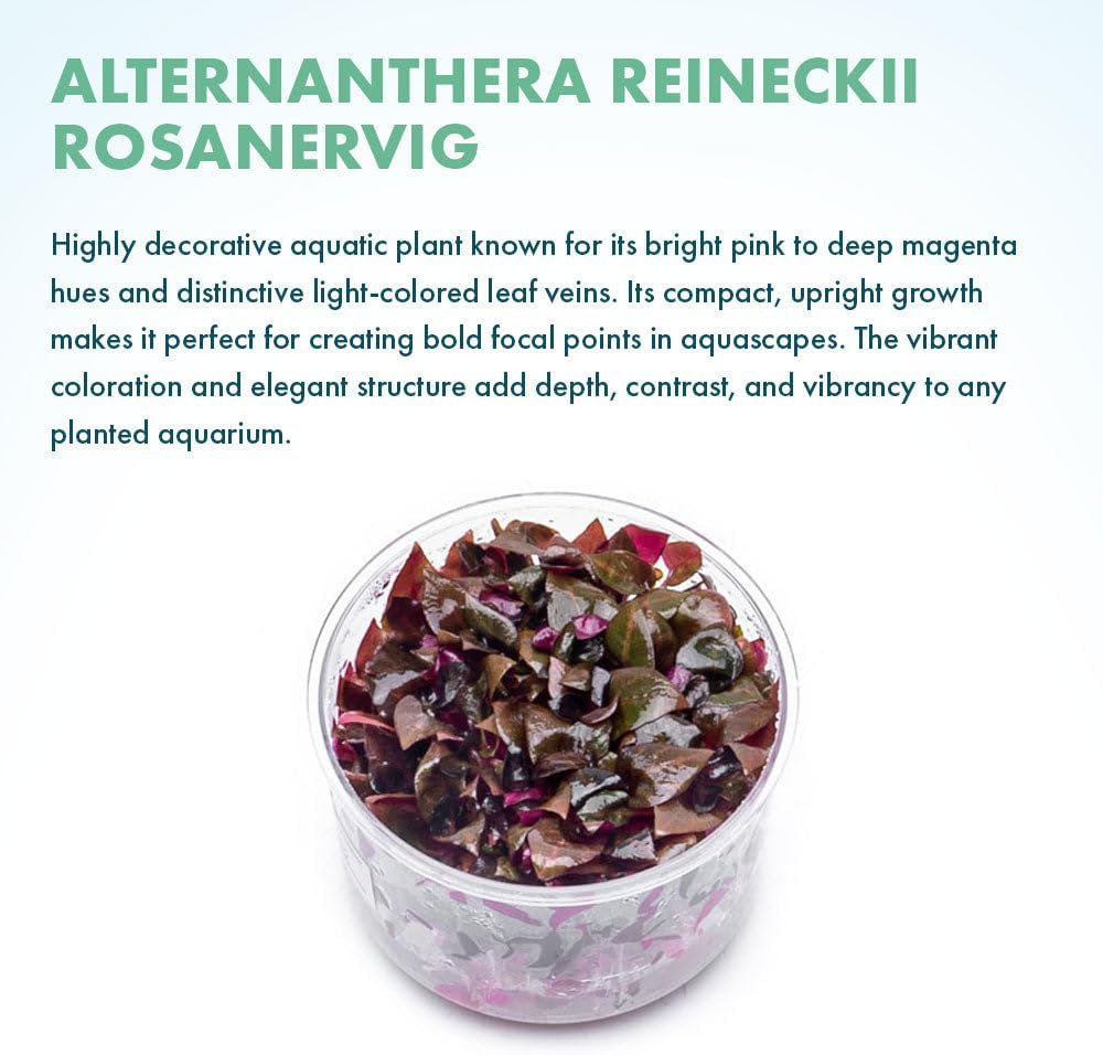 SubstrateSource Live Plants - Alternanthera Reineckii Rosanervig (Alternanthera reineckii) - Medium to High Light, Pink-Red, Midground to Background Placement, Pink Accents - Tissue Culture, 1 Pack