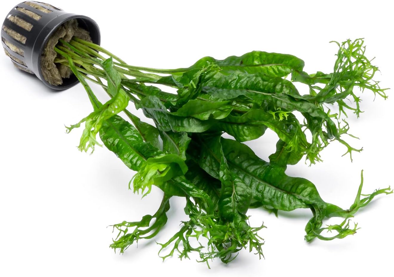 SubstrateSource Java Fern Live Aquarium Plants - Potted Freshwater Plant for Fish Tanks - Beginner Friendly, Low Light (Windelov, 1 Pot)