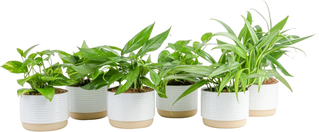 Costa Farms Golden Pothos Plants, Devil's Ivy in Decorative Pots, Easy to Maintain, Air Purifying Indoor Houseplants, Home, Room, or Office Decor, House Warming Gift, 12-14 Inches Tall, Pack of 6