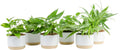 Costa Farms Golden Pothos Plants, Devil's Ivy in Decorative Pots, Easy to Maintain, Air Purifying Indoor Houseplants, Home, Room, or Office Decor, House Warming Gift, 12-14 Inches Tall, Pack of 6