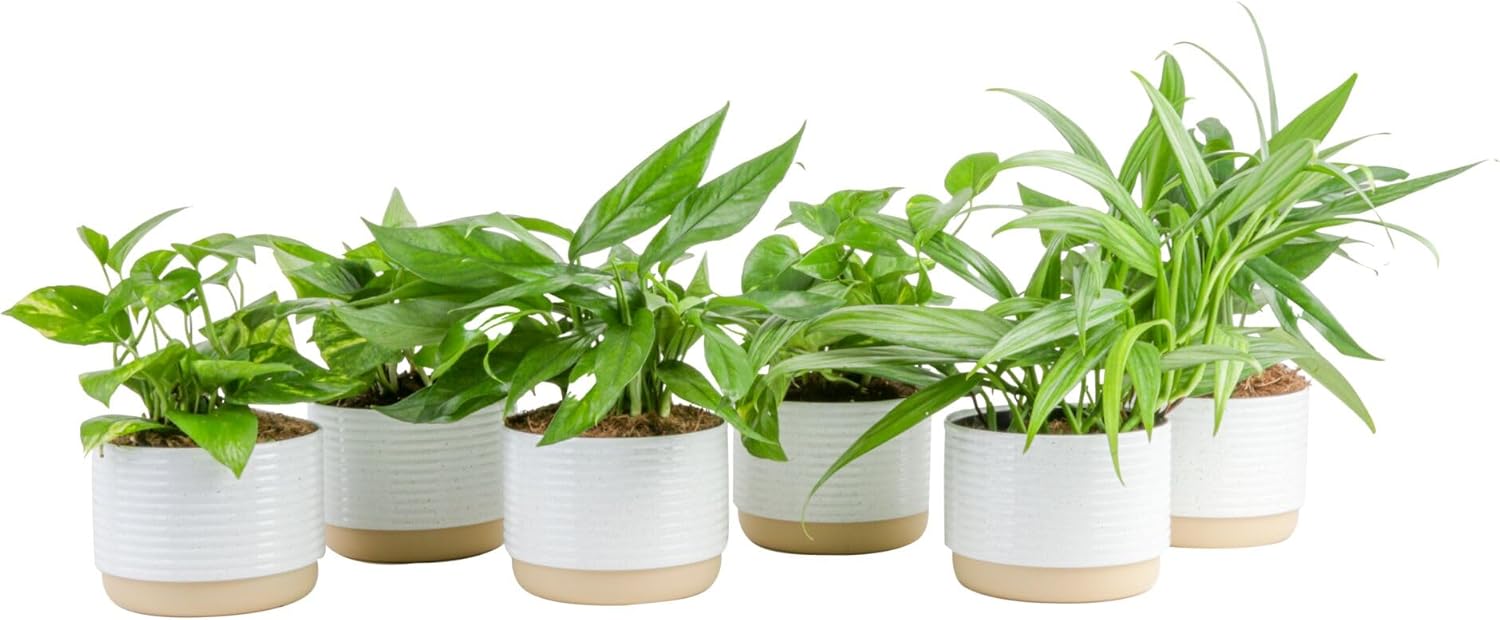 Costa Farms Golden Pothos Plants, Devil's Ivy in Decorative Pots, Easy to Maintain, Air Purifying Indoor Houseplants, Home, Room, or Office Decor, House Warming Gift, 12-14 Inches Tall, Pack of 6
