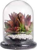 NCYP Small Clear Decorative Glass Terrarium Cloche with Air Hole - 4.7 x 4.7 x 6.3 Inches Glass Dome with Base for Miniature Succulents - Display Storage (No Plants Included)