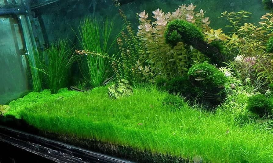 3 Pack Freshwater Aquarium Decor, Easy Growing Dwarf Carpet for Fish Tank/Terrarium, Natural Aquatic Plant Growth Material (Short Hair Grass)