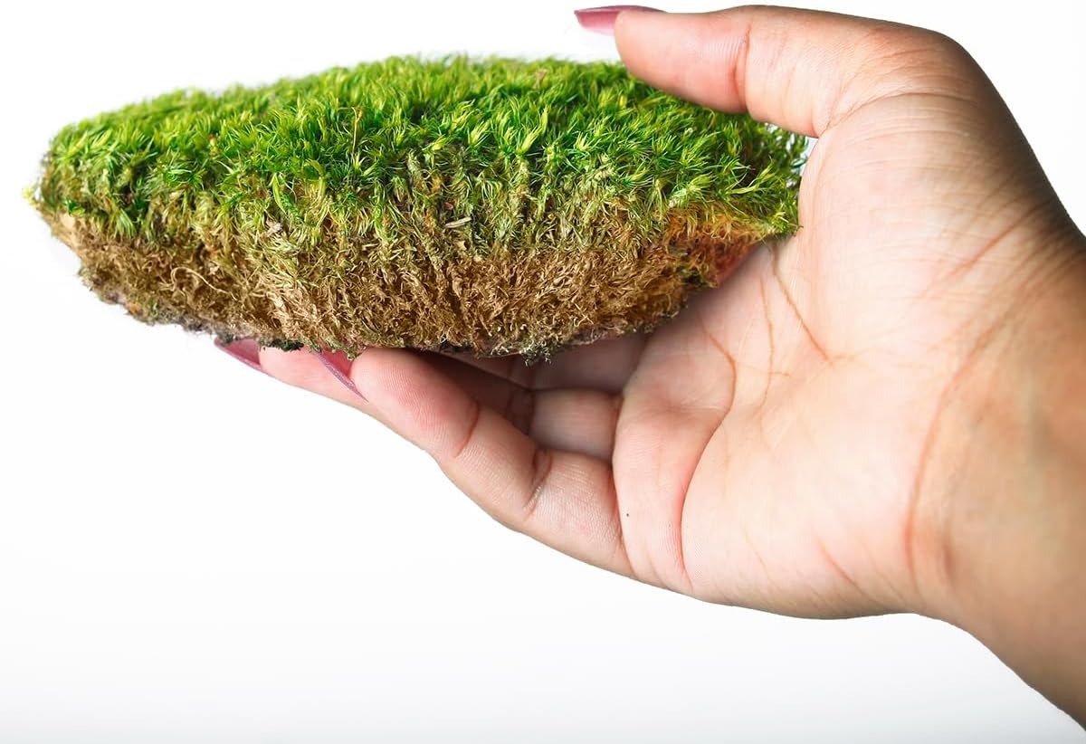 Super Moss Mood Moss Preserved Natural Green 1200cuin, Fresh Green, 200 in3 Bag (Appx. 8oz) (21539) (Pack of 2)