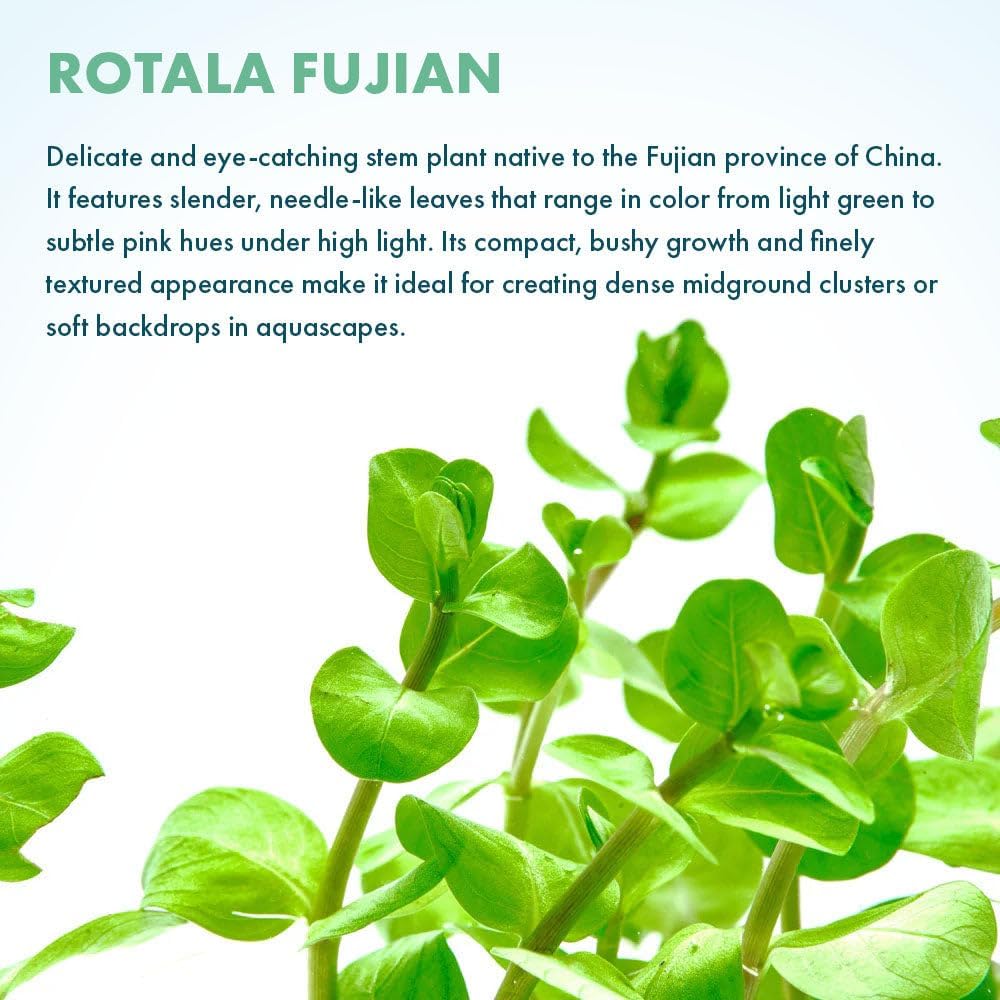 SubstrateSource Live Plants - Fujian Rotala (Rotala Fujian) - Medium to High Light, Light Green to Pinkish-Red Accent Freshwater Aquatic Stem Plant, Midground to Background Placement - Pot, 4 Pack