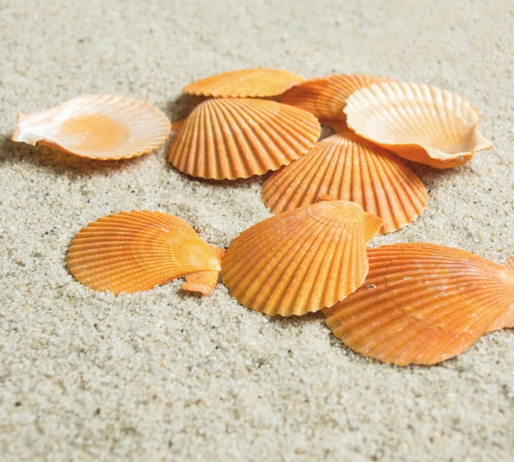 Yellow Sea Shells Scallop Shells for Baking Cooking, Natural Clam Seashells for DIY Crafts Seashell Beach Decorating for Home Decor