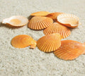 Yellow Sea Shells Scallop Shells for Baking Cooking, Natural Clam Seashells for DIY Crafts Seashell Beach Decorating for Home Decor