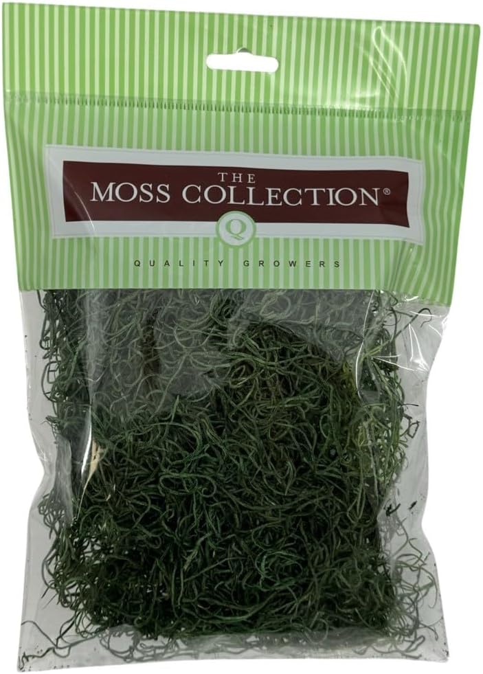 Preserved Spanish Moss - Decorative Dried Moss for Crafts, Home Decor, Art, Design & DIY Projects - for Indoor Use - Forest Green - Small Size