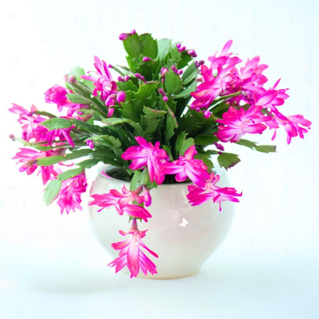 True Thanksgiving Cactus Plant Live in 4" Pot, Ready to Bloom, Holiday Christmas Cactus Plants Live, Vibrant Blooms (Pink)
