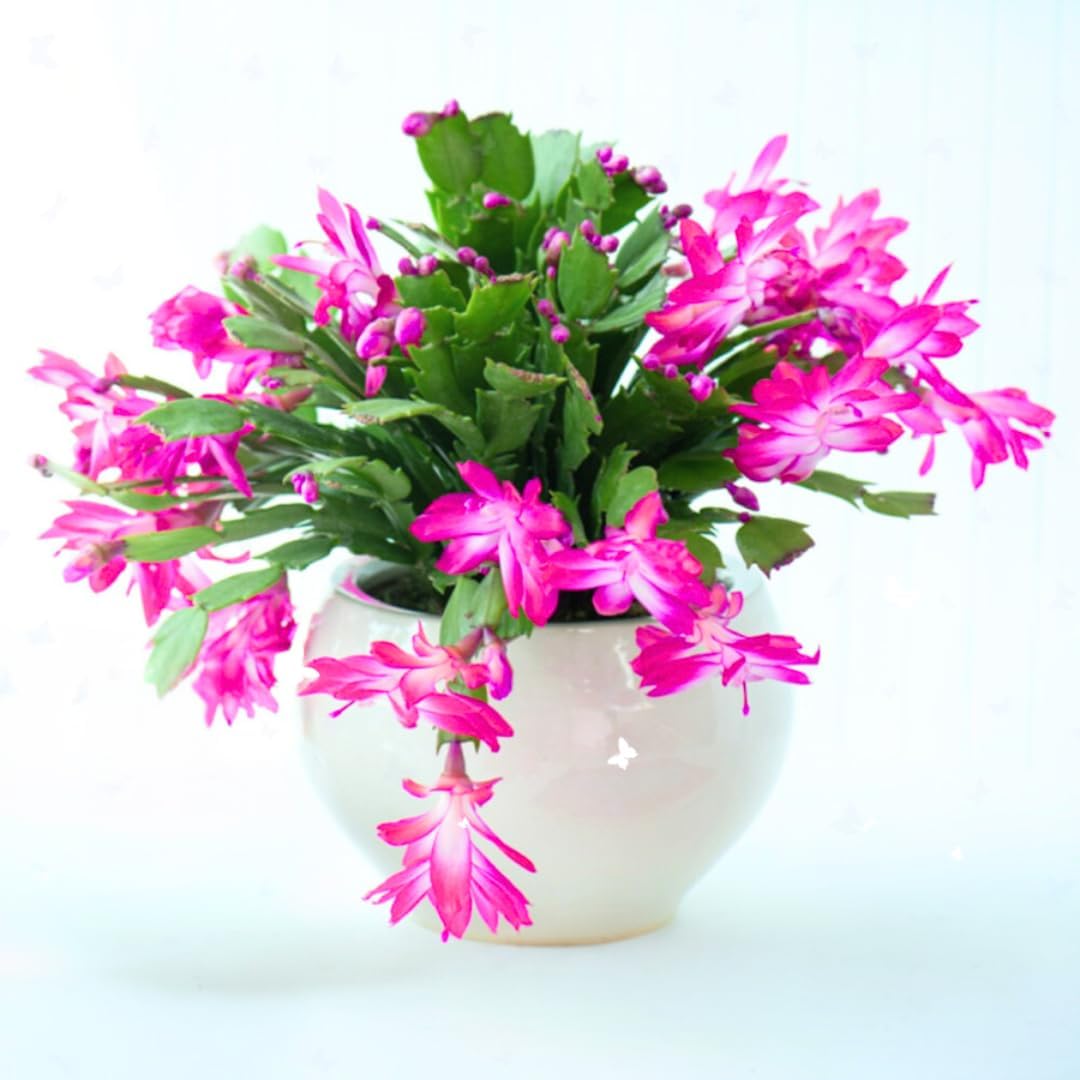True Thanksgiving Cactus Plant Live in 4" Pot, Ready to Bloom, Holiday Christmas Cactus Plants Live, Vibrant Blooms (Pink)