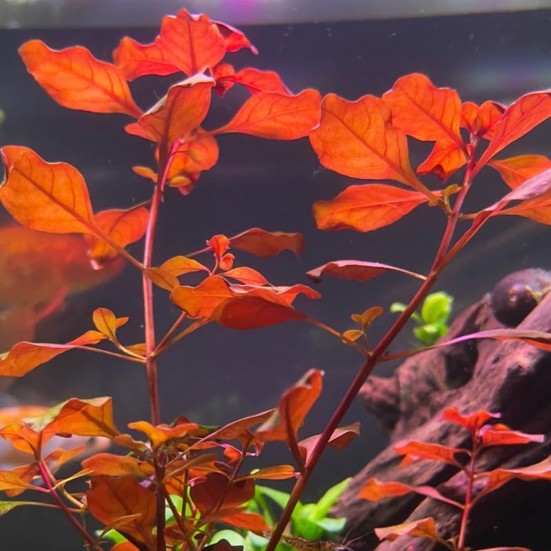 Super Red Ludwigia Aquarium Plants Live, 1 Bundle Ludwigia Aquatic Plants, No Root, 5 to 7 Stems, Live Aquarium Plants, Freshwater Aquarium for Planting