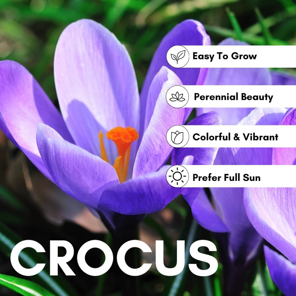 10 Saffron Crocus Bulbs for Planting - Crocus Sativus Bulbs