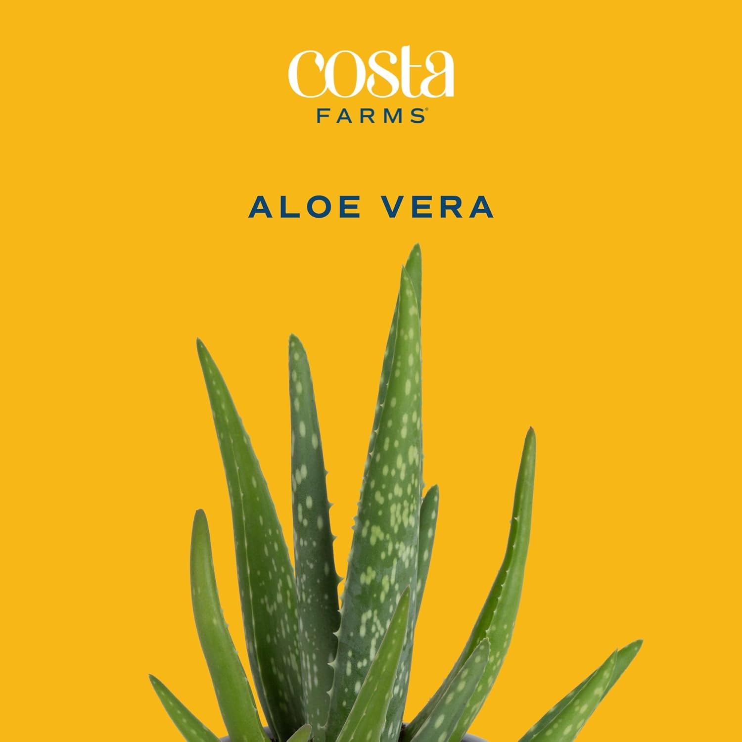 Costa Farms Aloe Vera, Easy to Grow Live Succulent Plant, Indoor Houseplant in Décor Plant Pot, Housewarming, Birthday Gift, Room or Home Decor, 10-12 Inches Tall