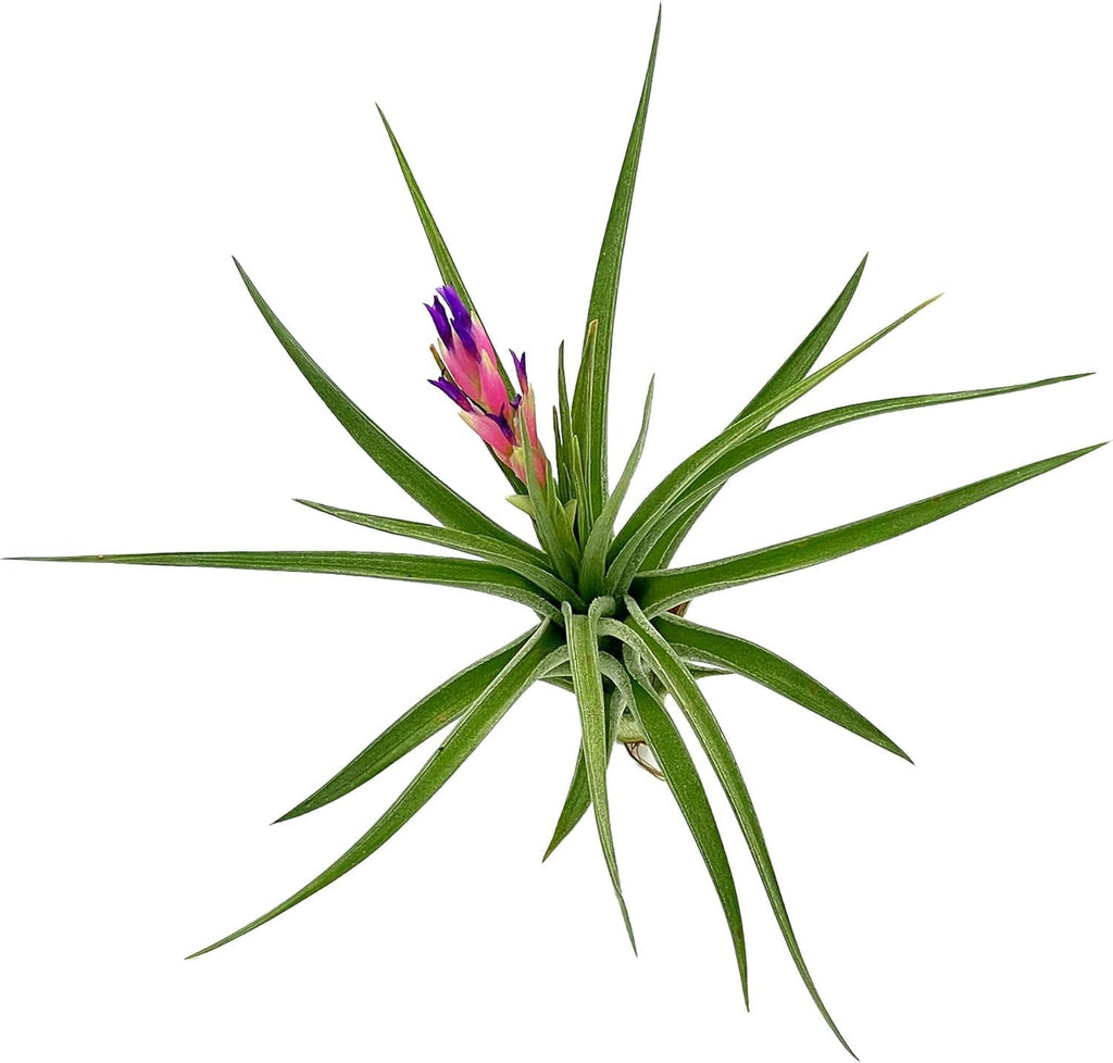 Air Plants - Flowering Tillandsia Aeranthos, Large 3-5" - 5ct - Live Arrival Guaranteed - House Plants for Home Decor & Gift