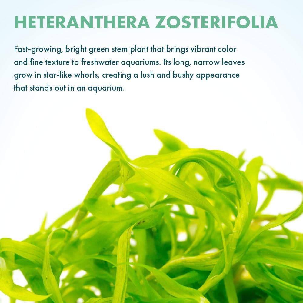 SubstrateSource Live Plant - Heteranthera zosterifolia - Midground to Background Stem with Fast Growth, Snail-Free in Vitro Aquarium Plant - Tissue Culture
