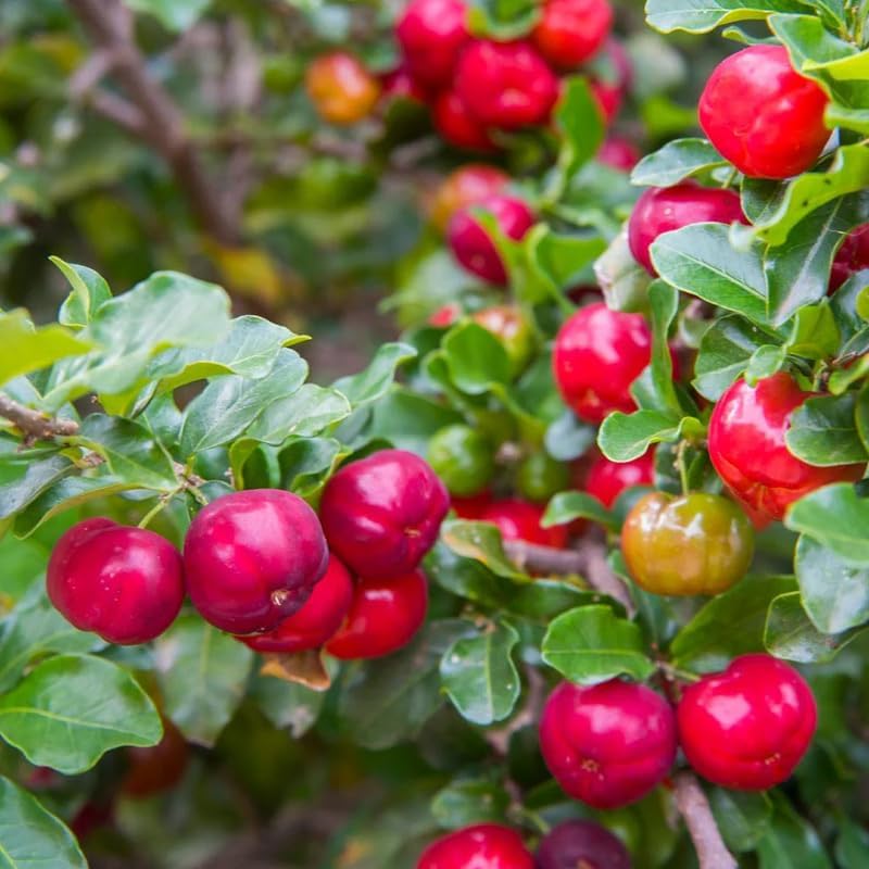 7 Months Old Dwarf Barbados Cherry Tree Live Plant, Fast-Growing and High Yielding Sweet Fruit, Edible Fruit Bearing Tree for The Patio and Garden, No Pot, 4-8" in Tall