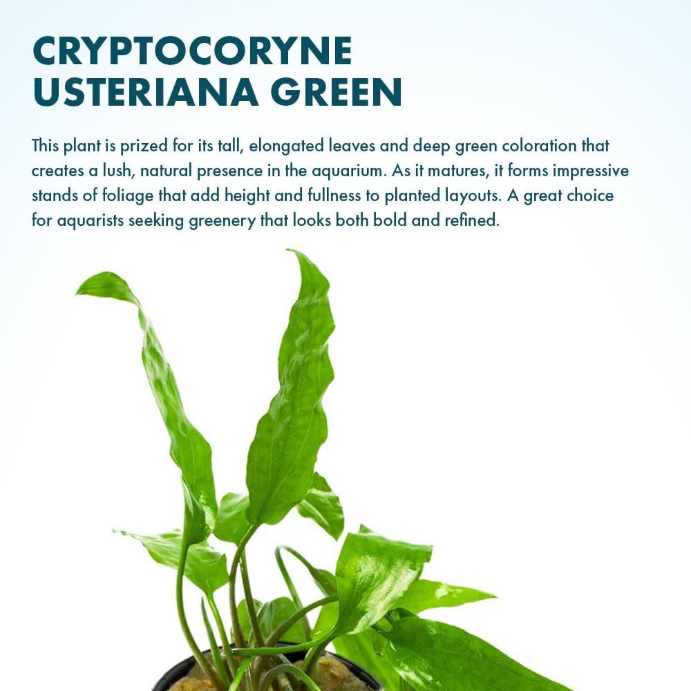 SubstrateSource Cryptocoryne Live Aquarium Plants - Freshwater Plant for Aquariums, Planted Fish Tanks - Beginner Friendly (Usteriana Green, 1 Pot (3-5 Plants))