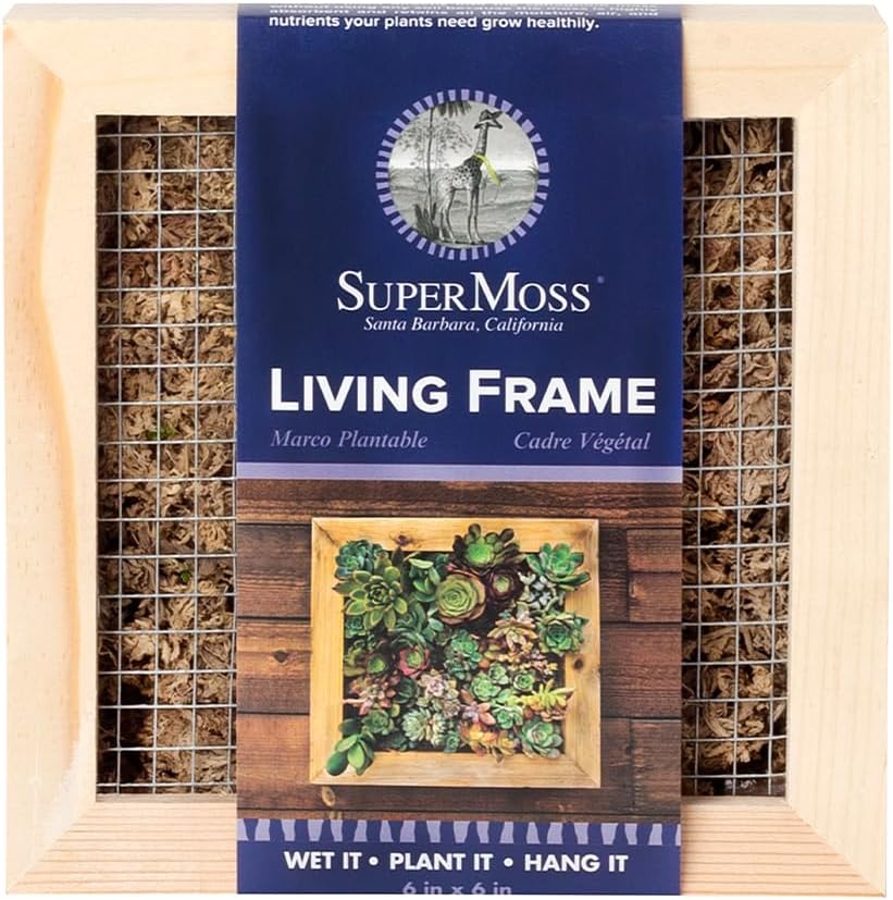 SuperMoss (22312) Sphagnum Moss Living Frame with Solid Wood Design | Succulent Wall Planter for Indoor and Outdoor Home Decor, Wall Art, Farmhouse Decor, and Living Room Wall Display, 6” x 6”