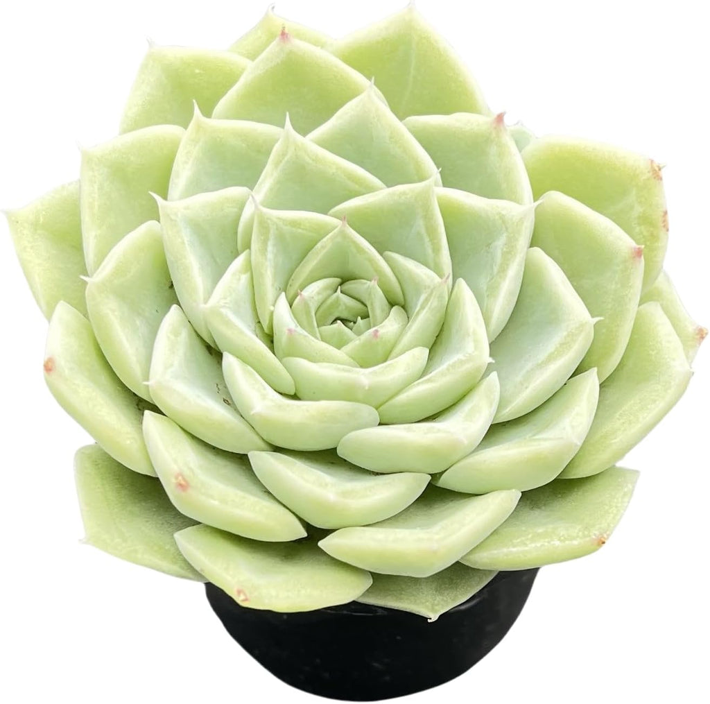 Sprout N Green Echeveria 'Malgan' White Swan, Live Rare Succulent Potted 2" Planter, Real House Plant for Party Favors Home Indoor Outdoor Garden Wedding Decoration DIY Projects