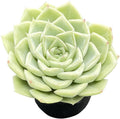 Sprout N Green Echeveria 'Malgan' White Swan, Live Rare Succulent Potted 2" Planter, Real House Plant for Party Favors Home Indoor Outdoor Garden Wedding Decoration DIY Projects