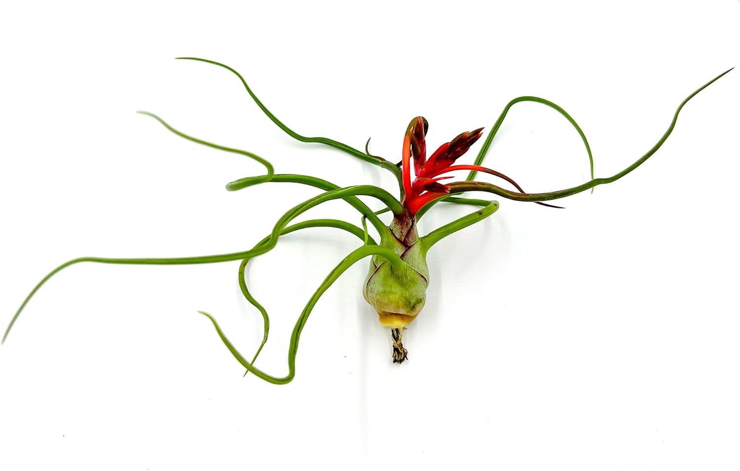 ragnaroc Air Plants - Flowering Tillandsia Bulbosa Belize, Giant 7-9" - 1ct - Live Arrival Guaranteed - House Plants for Home Decor & Gift