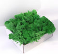 Preserved Moss-3.5 OZ Moss for Crafts Faux Moss Decor Natural Green Moss for Art Wall Florist Decor, Fairy Gardens, Wedding, Floral Project(Leaf Green 3.5 OZ)