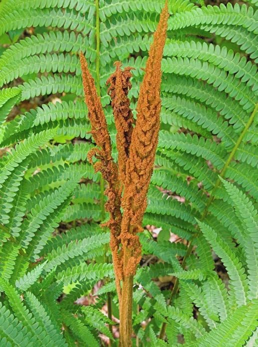 5 Cinnamon Fern Rhizomes - Shade Perennial Fern Roots - Osmundastrum cinnamomeum - (5 Pack)