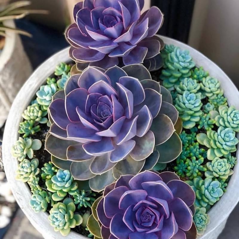 Echeveria Succulents Live Plants for Planting, Live Echeveria Succulents, Live Echeveria Plant, Live Echeveria Succulents, Echeveria Purple 2 Inch