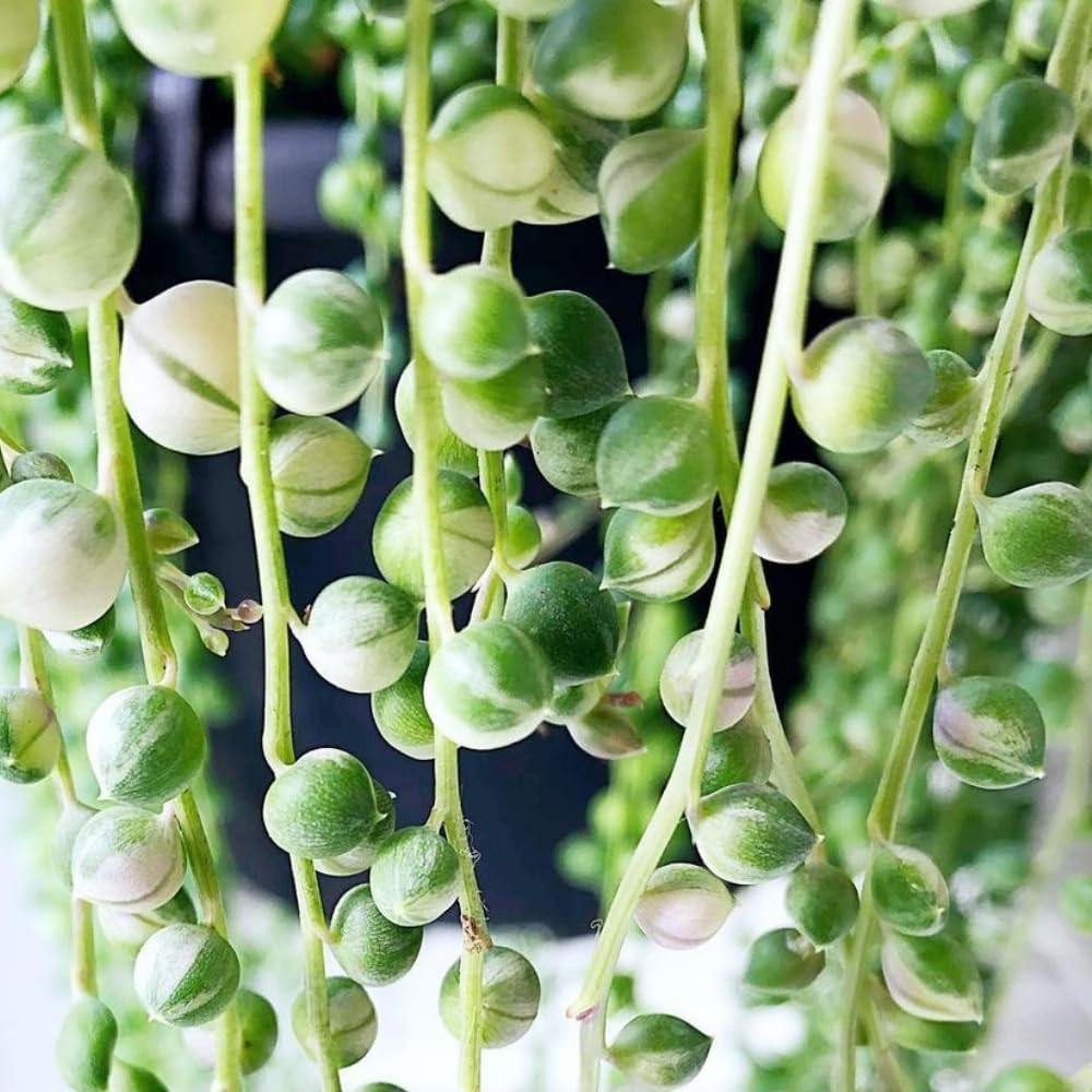 Succulents Variegated String of Pearls Plant Live, Rare Succulent Variegated Plant Rooted in 4 Inch Pot, Hanging Basket House Plant, Zones 9-12