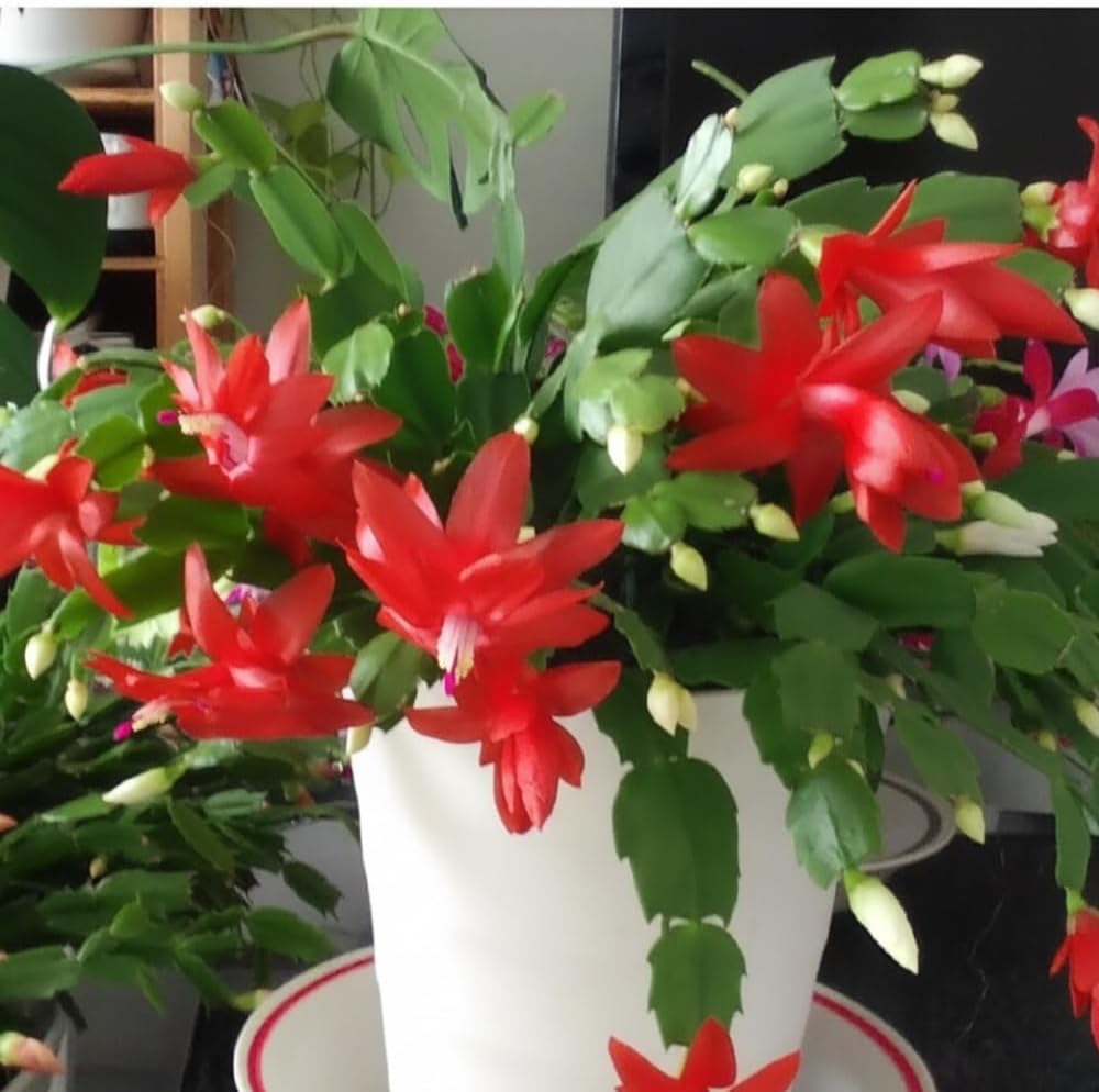 Red Christmas Cactus Live Plant, Holiday Cactus Live for Indoor Outdoor Garden, 4 Inches Pot