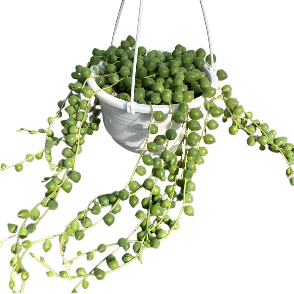 String of Pearls Plant in 4 Inch Pot, Live Succulent Vine, Houseplant, String of Pearls Live Plant for Home Decoration