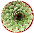 4-inch Succulent Sempervivum calcareum, Live Succulents Plants Fully Rooted in Pots with Soil, Easy-Care House Plants for DIY, Home Office Decoration