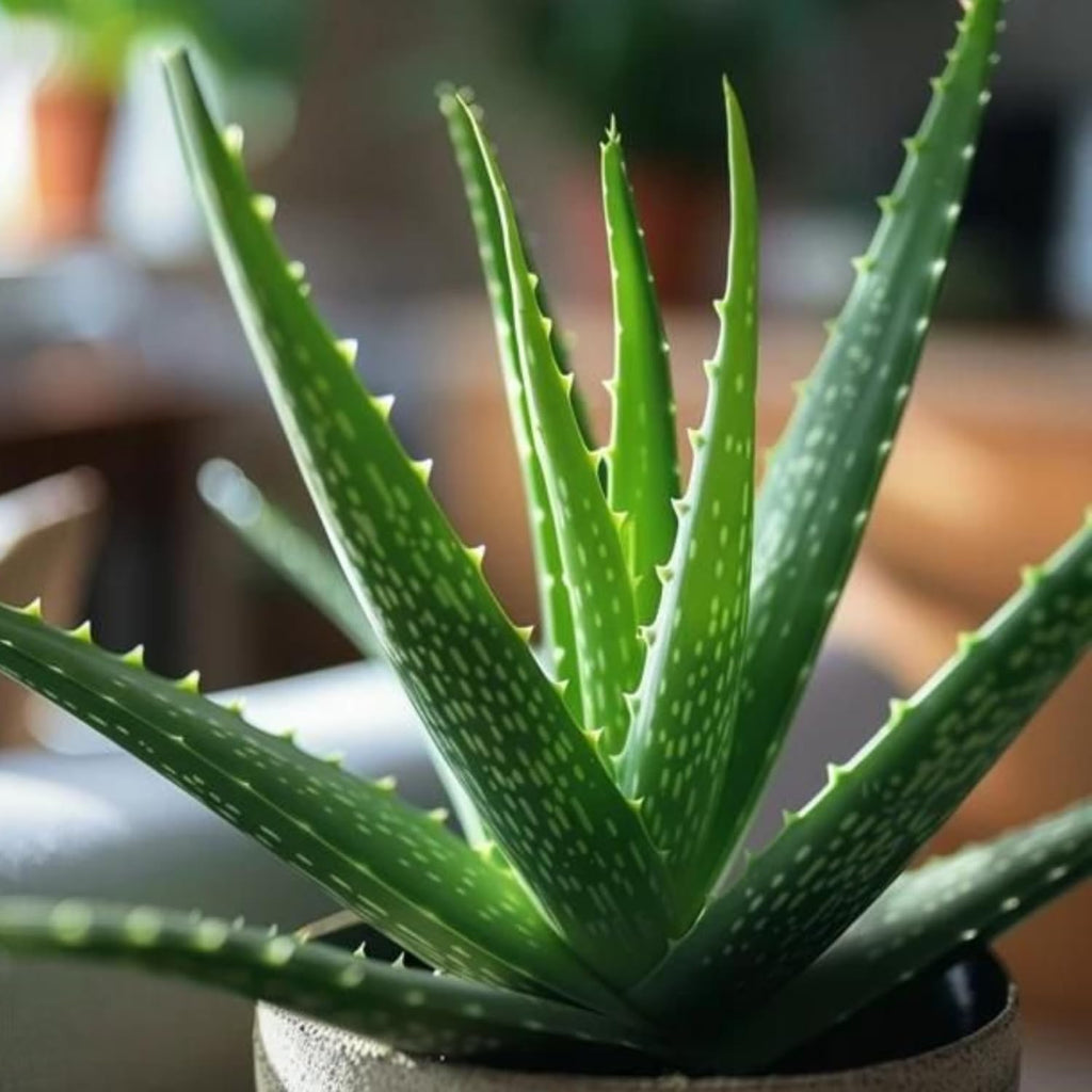 Live Aloe Plant for Planting | Aloe Vera Chinensis Plant in Size 2 Pot | Suitable for Home Garden, Office, and Outdoor Beds | Fully Rooted Houseplant for Indoor Décor, Easy Care & Gift Giving