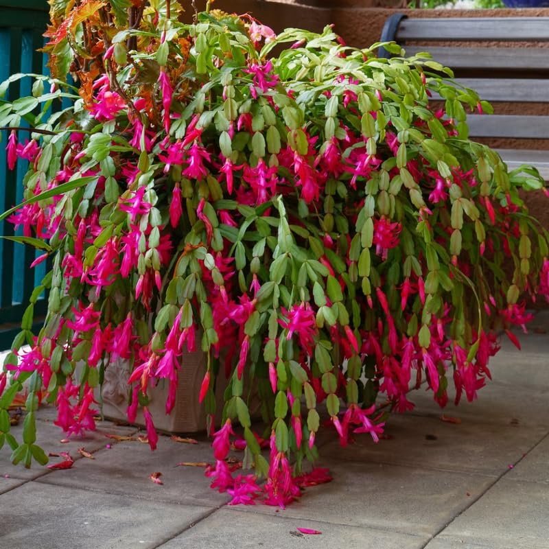 2 Pink Christmas Cactus Plants Live, True Thanksgiving Cactus Live Size 6-9" Inches Tall, Ready to Blooms, Holiday Houseplant, Cold Hardy, Bloom in Winter