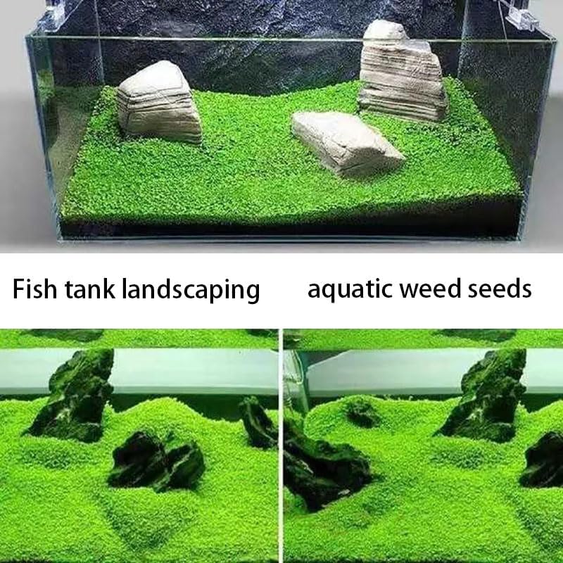 2 Pack Aquarium Plant S.e.e.d Set, not Artificial plasticl Plant. Real Grass Tank Decor Replacement for Resin or Plastic Grass N0：9527-13