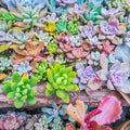 Pack 5 of Assorted Succulents Plant, 2 Inch Succulents Potted, Easy Care Mix Varieties, Succulent Cactus Live Plants in 2'' Pot Houseplant