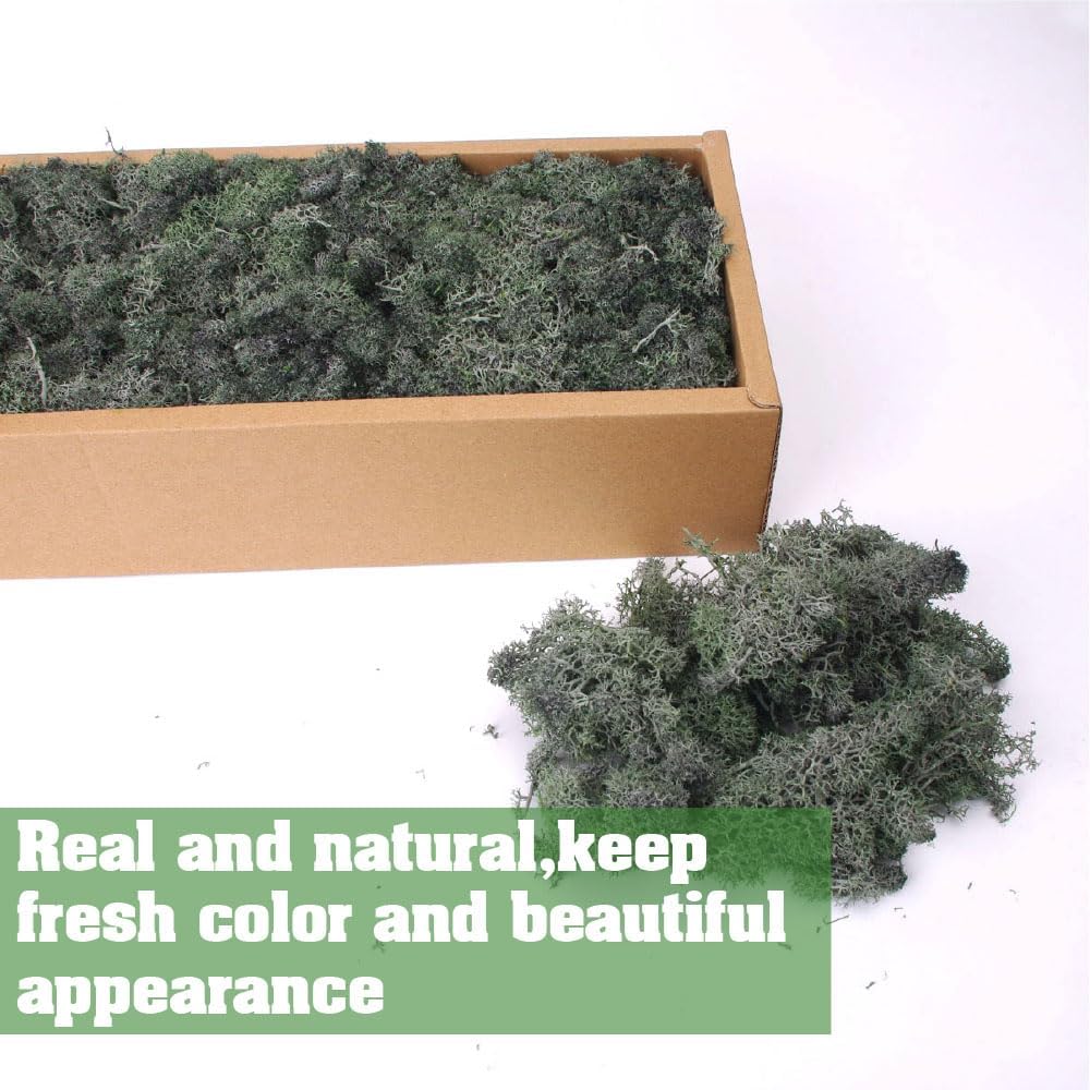 Preserved Reindeer Craft Moss - 17.6oz Natural Green DIY Kit for Terrariums, Wall Art & Decor