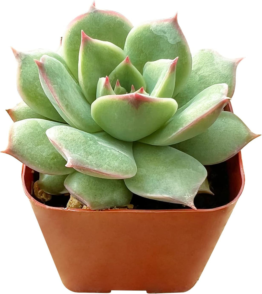 Sprout N Green Echeveria 'Pink Tips', 1 Live Mini Succulent Plant Fully Rooted in 2 inch Starter Pot, Real House for Indoor Outdoor Home Office Wedding Decoration Party Favor