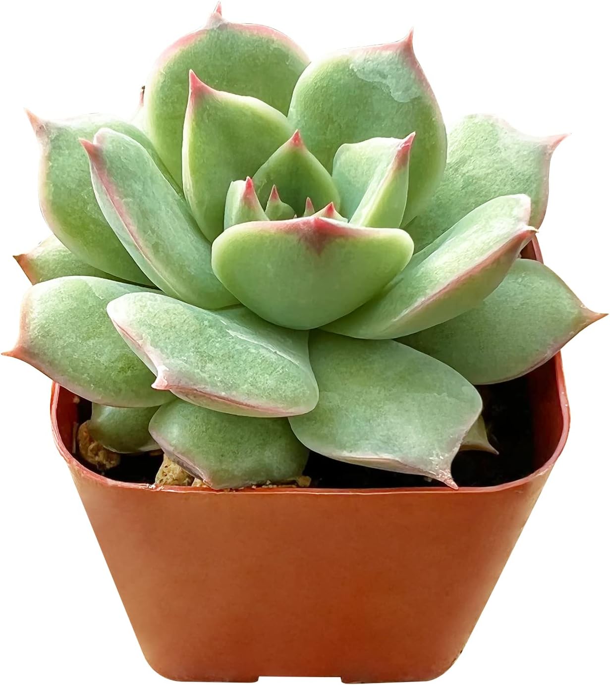 Sprout N Green Echeveria 'Pink Tips', 1 Live Mini Succulent Plant Fully Rooted in 2 inch Starter Pot, Real House for Indoor Outdoor Home Office Wedding Decoration Party Favor