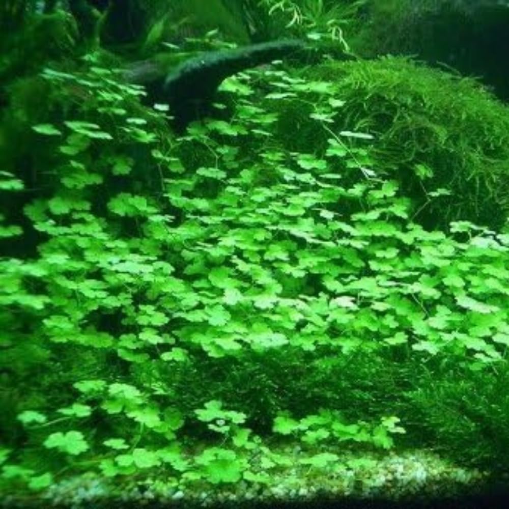 3 Pack Freshwater Aquarium Decor, Easy Growing Dwarf Carpet for Fish Tank/Terrarium, Natural Aquatic Plant Growth Material (Lucky Grass)