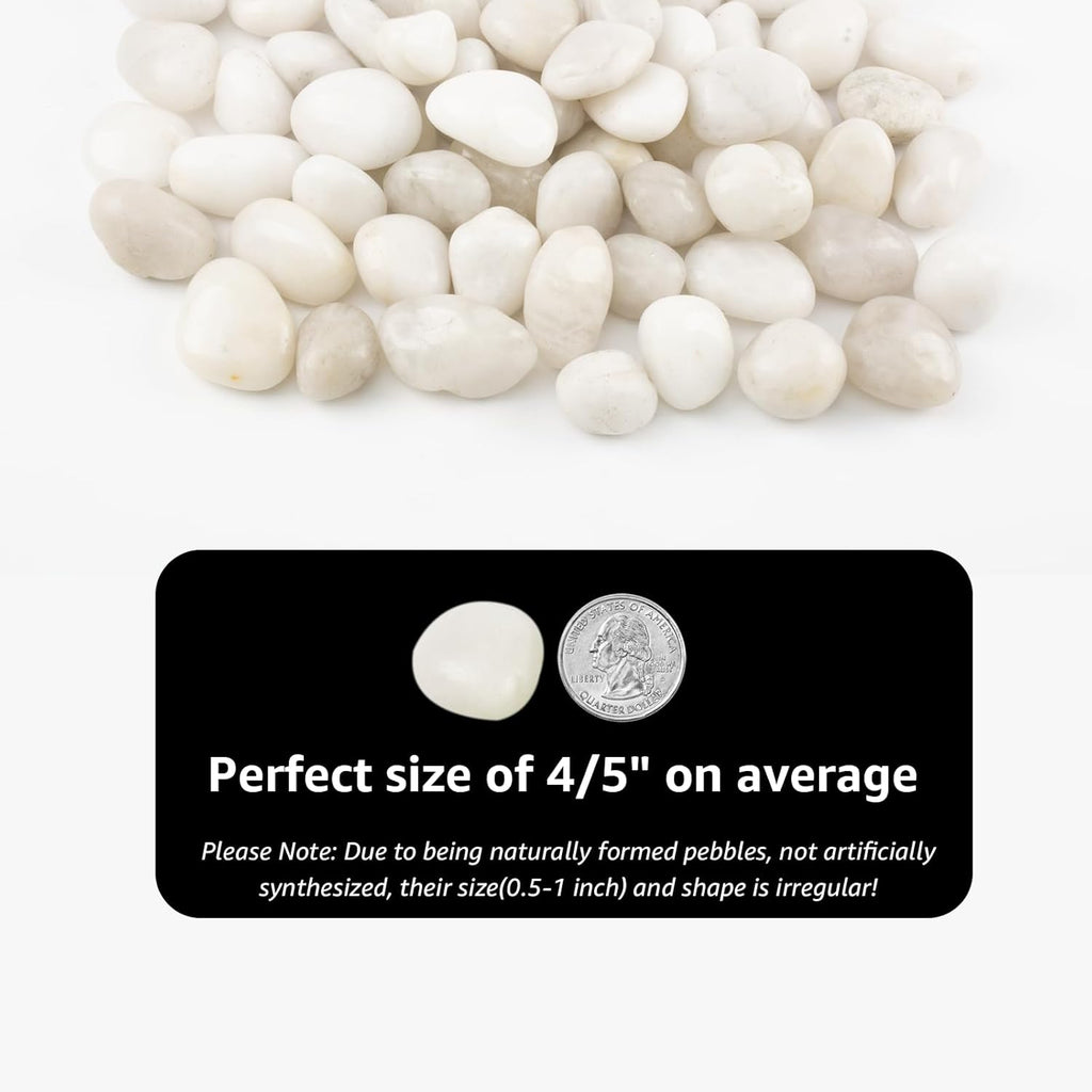River Rocks - Natural Polished White Pebbles, 0.5-1 inch, 40 lbs - Perfect for Indoor Planting, Vase Filling, Aquarium Decoration, and Garden Landscaping (White, Weight: 40 LB)