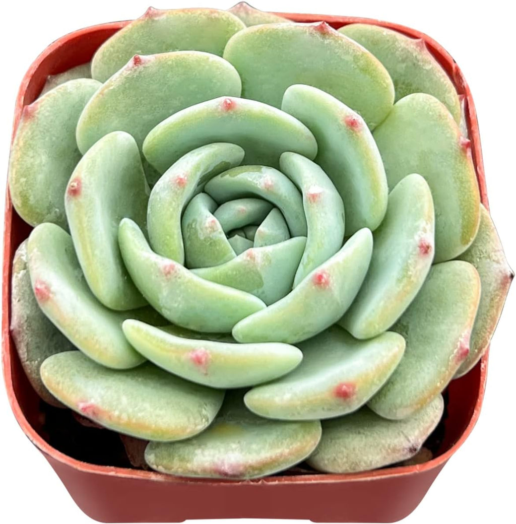Sprout N Green Echeveria 'Mont Blanc', 1 Live Mini Succulent Plant Fully Rooted in 2 inch Starter Pot, Real House Plant for Indoor Outdoor Home Office Wedding Decoration Party Favor