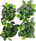 4X Anubias Nana Petite Potted Aquarium Live Plant for Fish Tank Decoration